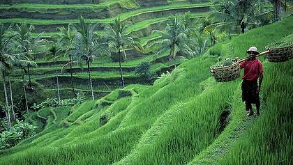 bali rice paddies - Bali