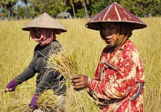 cambodia-farmers in rice fields cambodia-farmers in rice fields