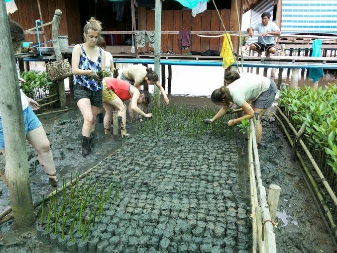 Mangrove Environmental Conservation Program mangrove5 - Mangrove Environmental Conservation Program