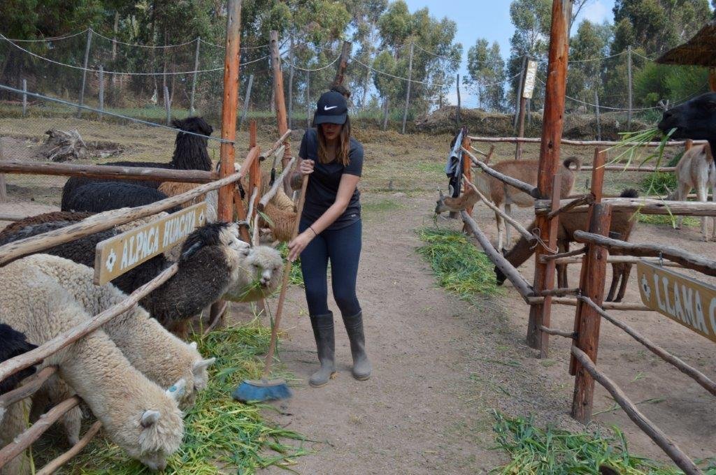 Alpaca farm Peru 1 1 - Review of Alpaca Farm in Peru!