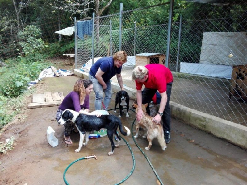washing the dogs washing the dogs