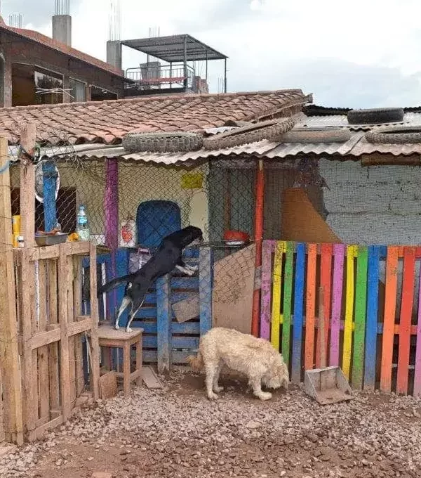 Dog-Rehabilitation-Peru-1