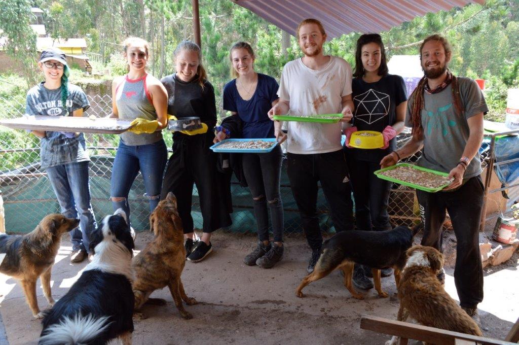 Dog Rehabilitation Peru 7 - Volunteer with Animals