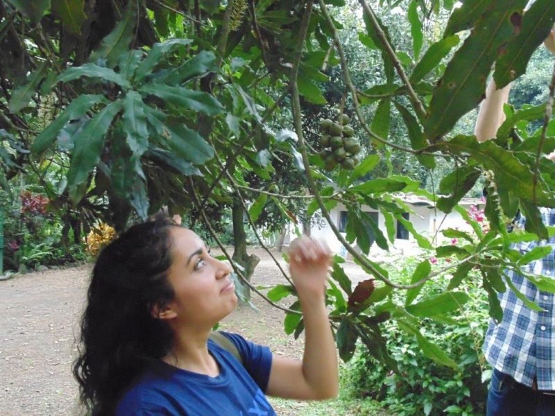 picking seeds from tree picking seeds from tree