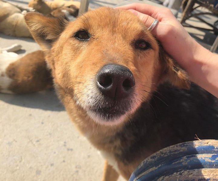 Stray dog rehabilitation volunteering IVI nepal