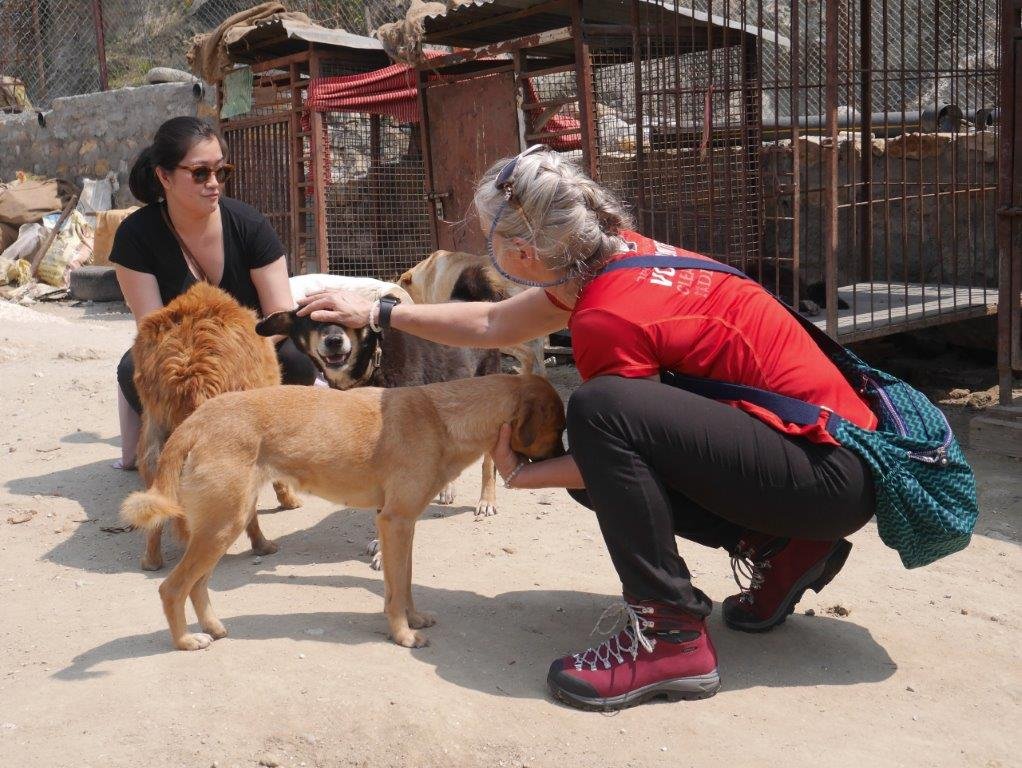 Stray Dog Rehabilitation Nepal Cover 2 - Stray Dog Rehabilitation Nepal