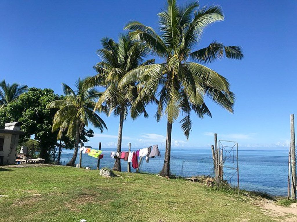palm trees in Fiji remote island project