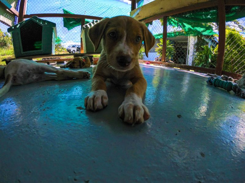 cute dog at Fiji animal shelter