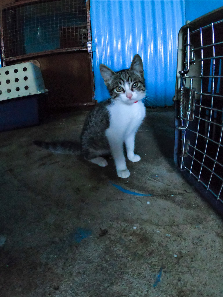 Fiji animal shelter - Fiji Animal Shelter Review