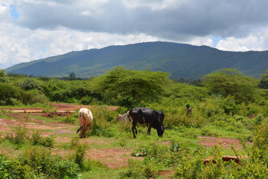 Local farm - Maasai Mara Woman's Empowerment Kenya