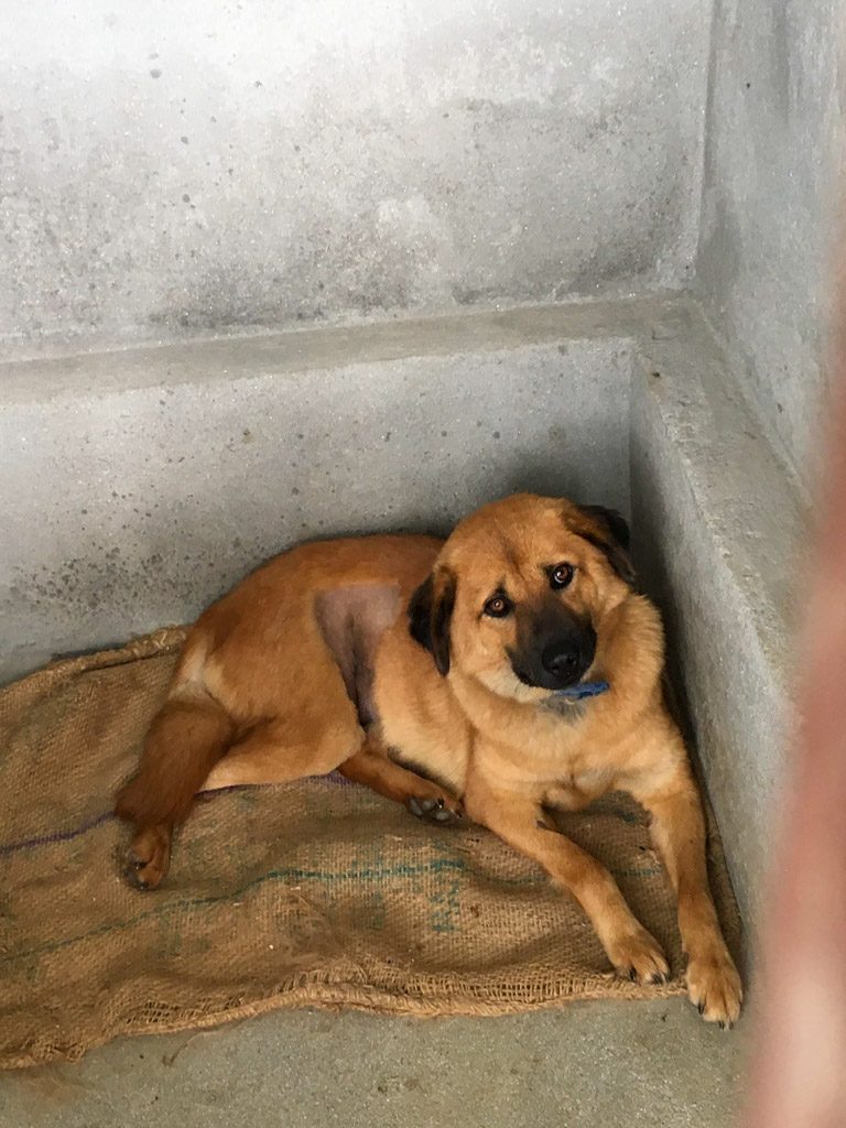 Nepal Stray Dog Rehabilitation