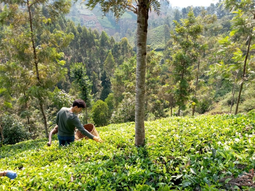 Kenya2 SS Picking tea 1024x768 - Kenya2 SS