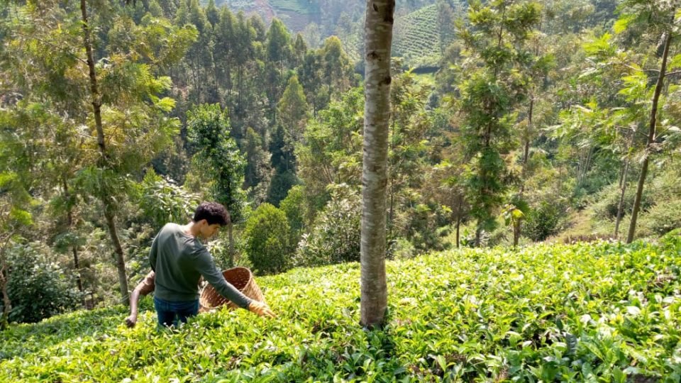 Kenya Picking tea 960x540 - Kenya