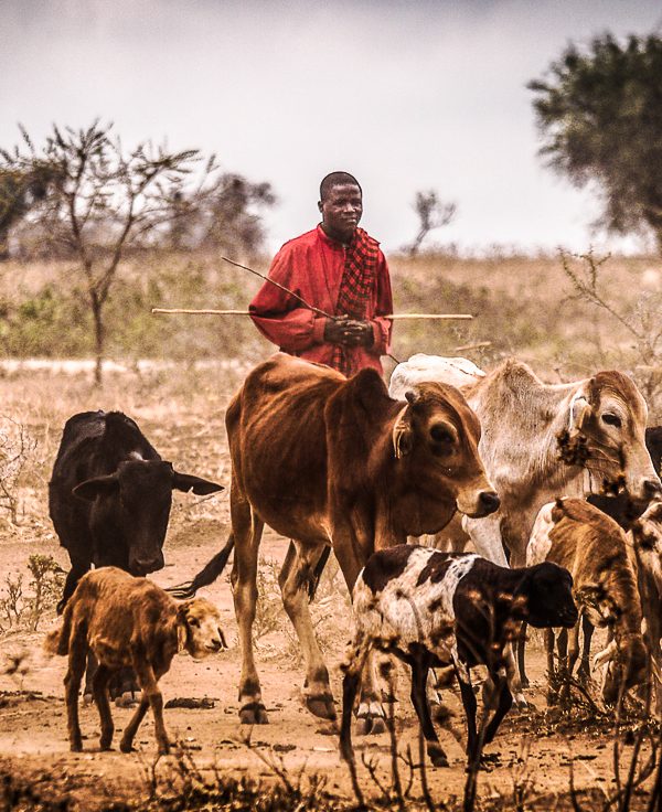 cattle in Tanzania