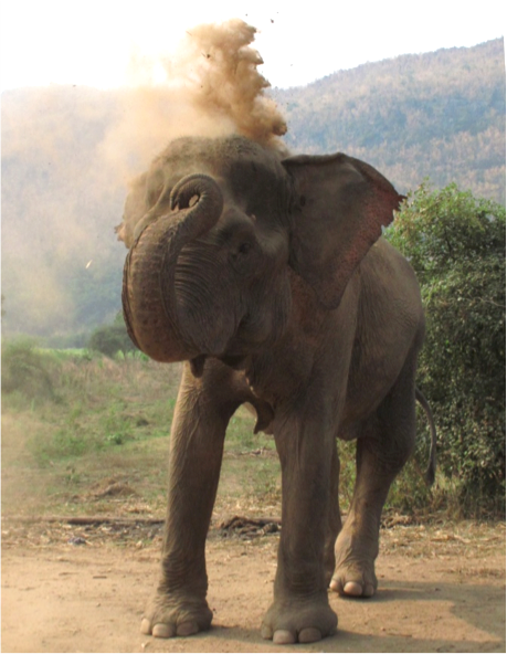 elephant blowing up dust from the ground elephant blowing up dust from the ground