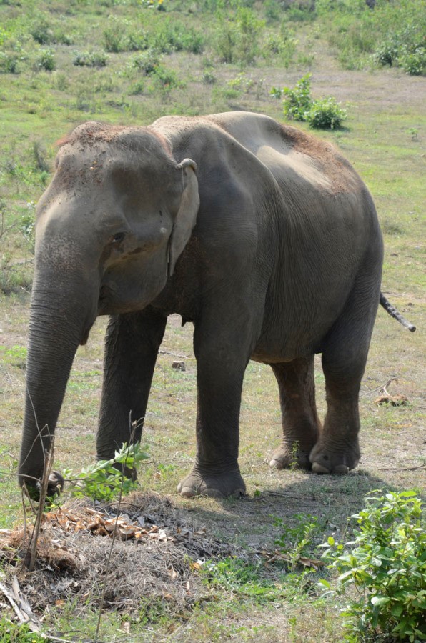 elephant conservation Thailand 2