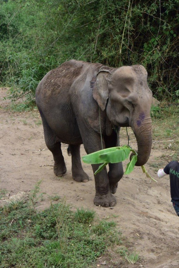 Meet the Elephants at the Elephant Conservation Adventure elephant conservation project - Meet the Elephants at the Elephant Conservation Adventure
