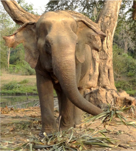 elephant eating leaves elephant eating leaves