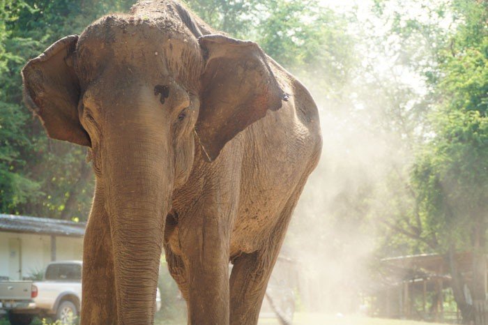 elephant in Thailand elephant in Thailand
