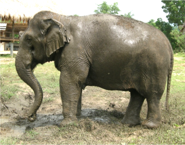 elephant mud bath - Meet the Elephants at the Elephant Conservation Adventure