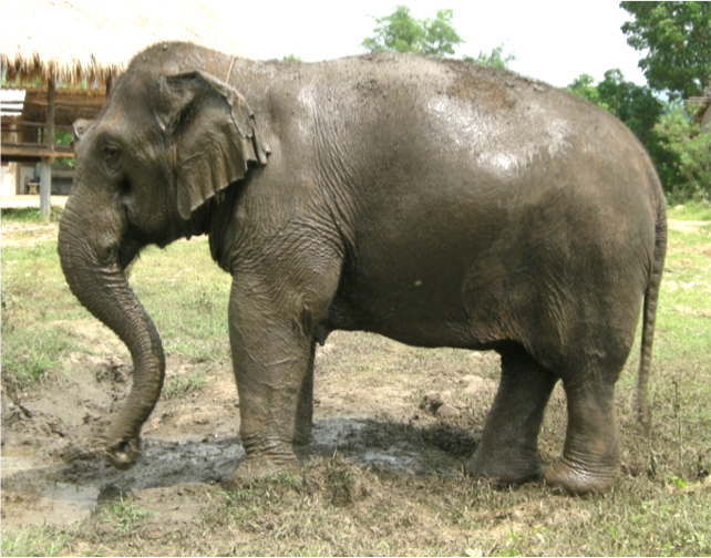 Meet the Elephants at the Elephant Conservation Adventure elephant mud bath - Meet the Elephants at the Elephant Conservation Adventure