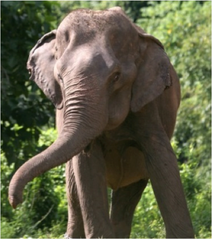 elephant on conservation project elephant on conservation project