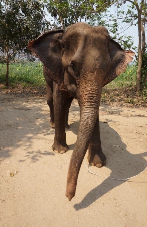 elephant portrait in Thailand elephant portrait in Thailand