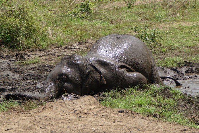 elephant rolling in mud elephant rolling in mud