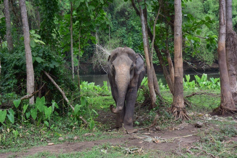 elephant walking through forest elephant walking through forest