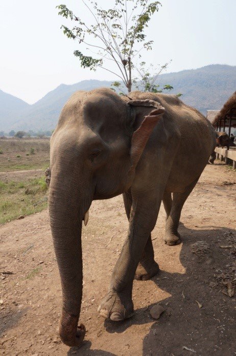 elephant walking through the santuary elephant walking through the santuary