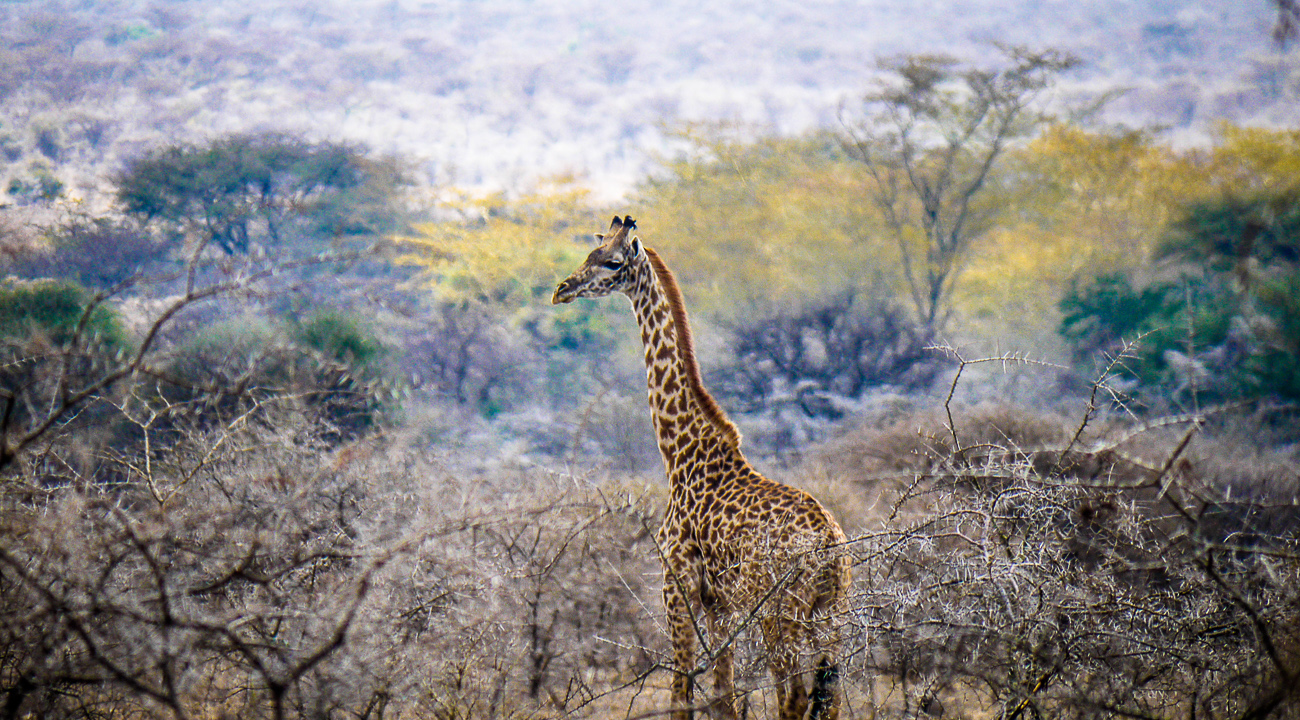giraffe in wildlife park - Living in a Maasai Village in Tanzania, Life Changing!