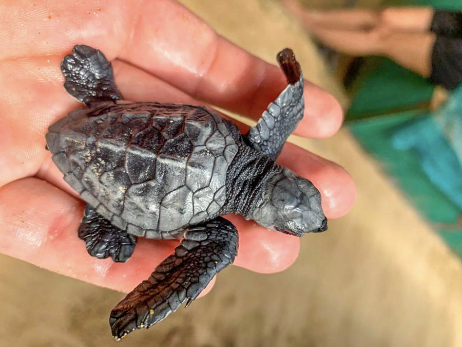 holding Baby Turtle - Overseas Volunteer Programs