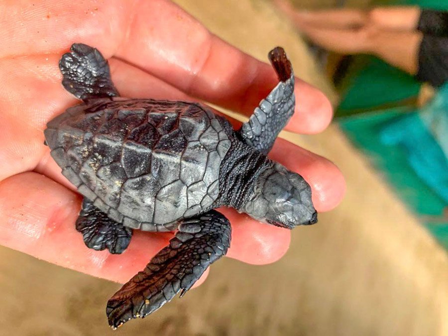 Sri Lanka holding Baby Turtle - Sri Lanka