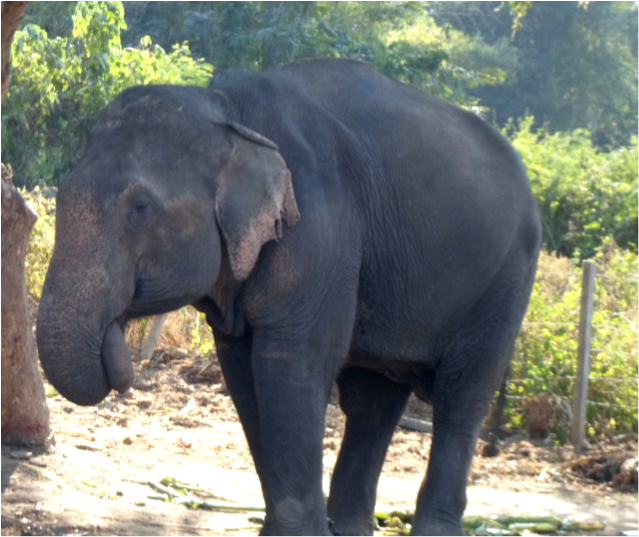 large elephant in Thailand sanctuary large elephant in Thailand sanctuary
