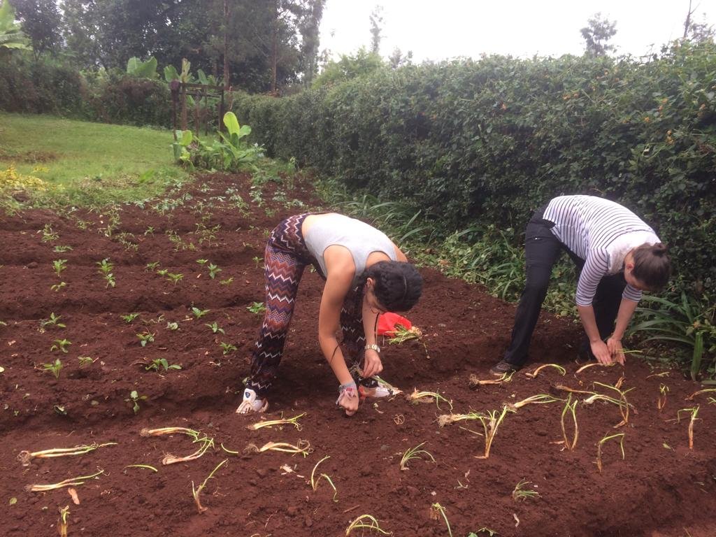 Food Security & Farming Kenya planting crops in Kenya - Food Security & Farming Kenya