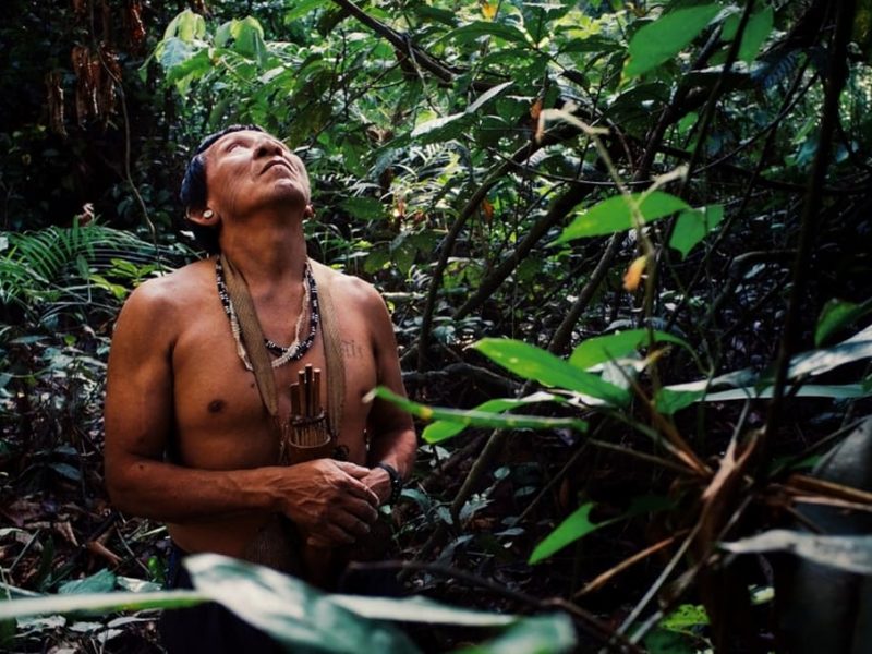 saving the amazon 800x600 - Amazon Rainforest Conservation Peru