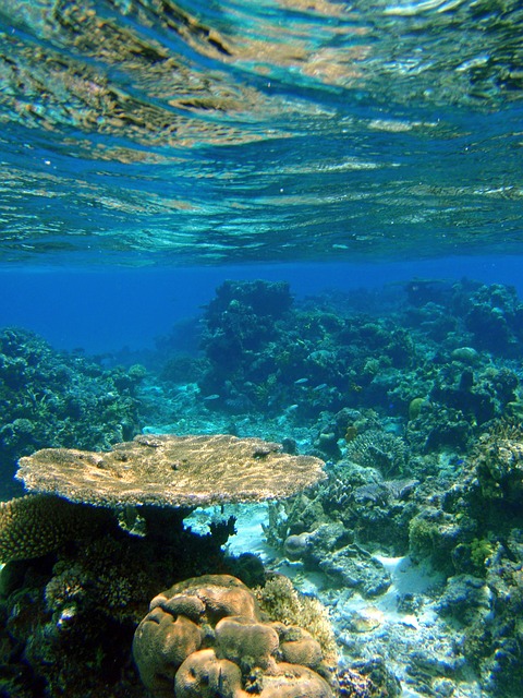 underwater in Fiji - Cultural Orientation Week Coral Coast, Fiji