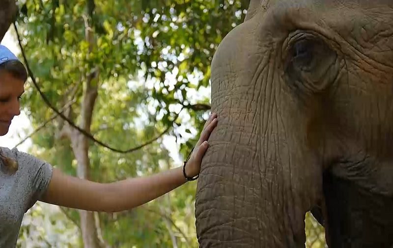 Thailand elephant conservation project 800x506 - Thailand