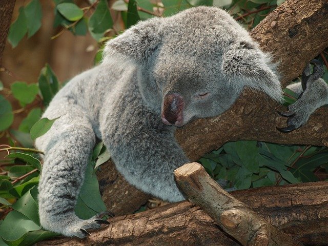 koala bear  - Wildlife Park NSW, Australia