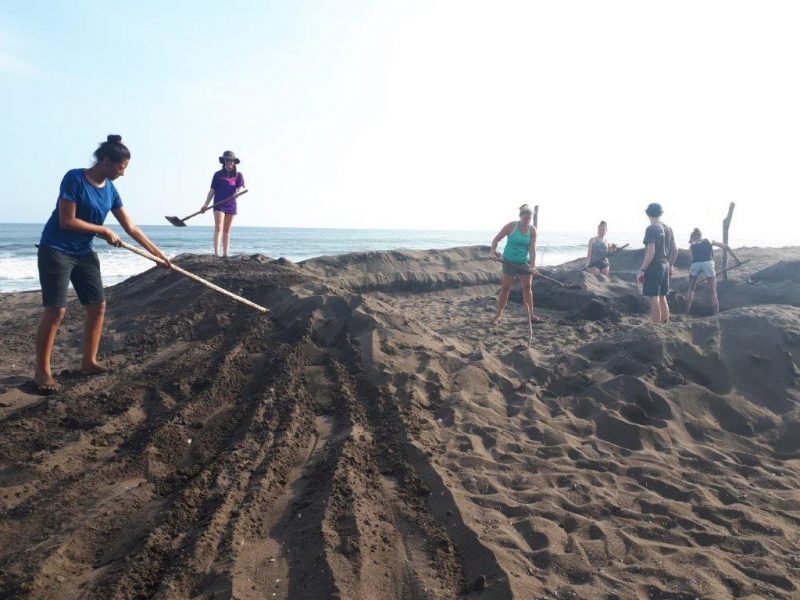 creating a turtle hatchery on beach creating a turtle hatchery on beach