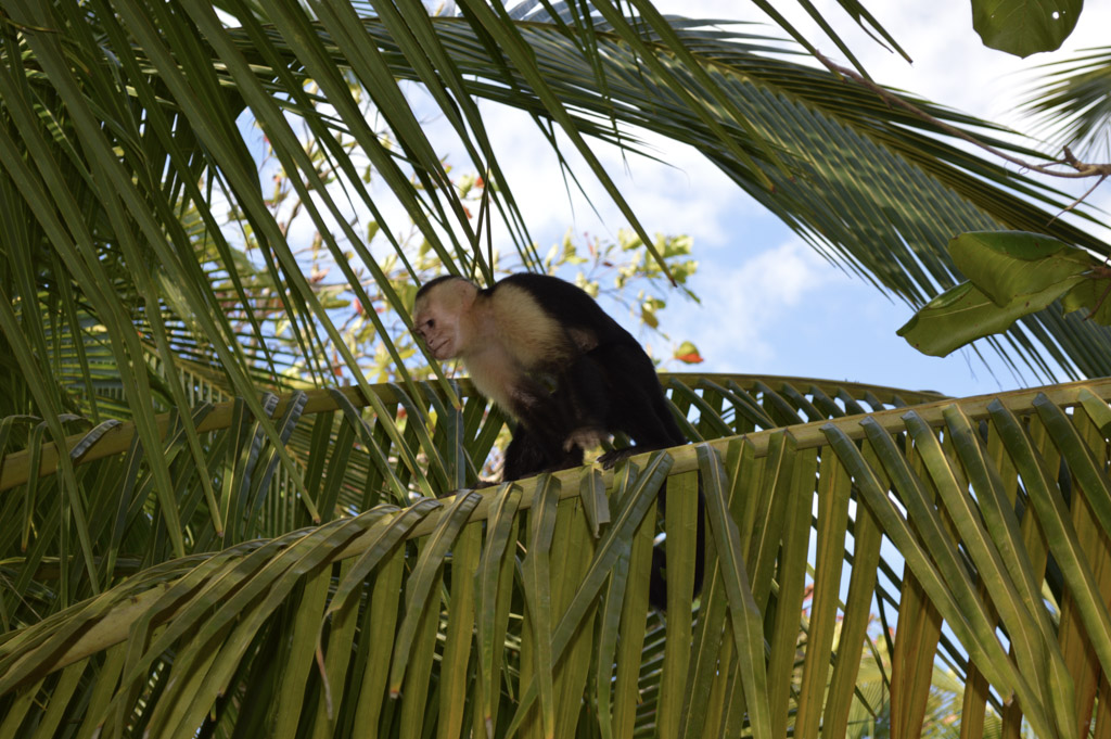 White headed capuchin monkey - 8 Reasons to Volunteer in Costa Rica