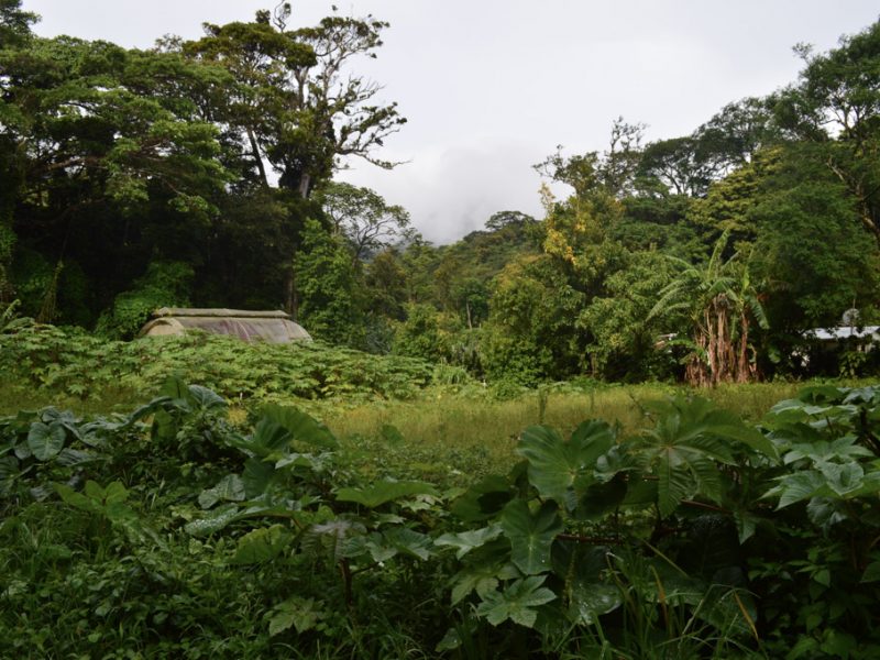 coffee farm Costa Rica 800x600 - Sustainable Farming & Agriculture