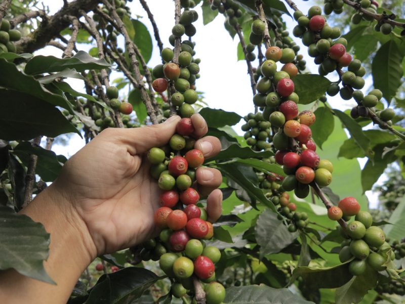 coffee on the trees 800x600 - Sustainable Farming & Agriculture