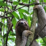 sloth 2759724 640 150x150 - Turtle Conservation Cape Verde