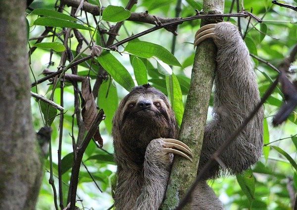 sloth in tree