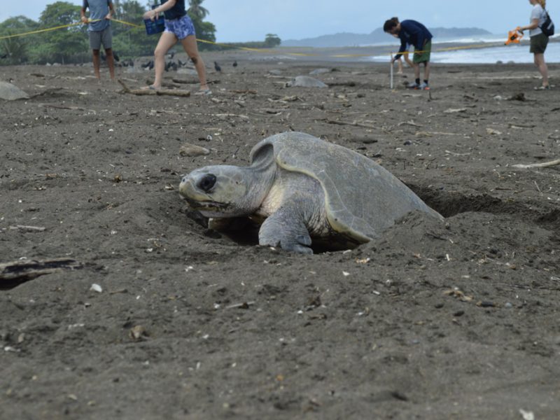 turtle popping head out of sand 800x600 - Costa Rica