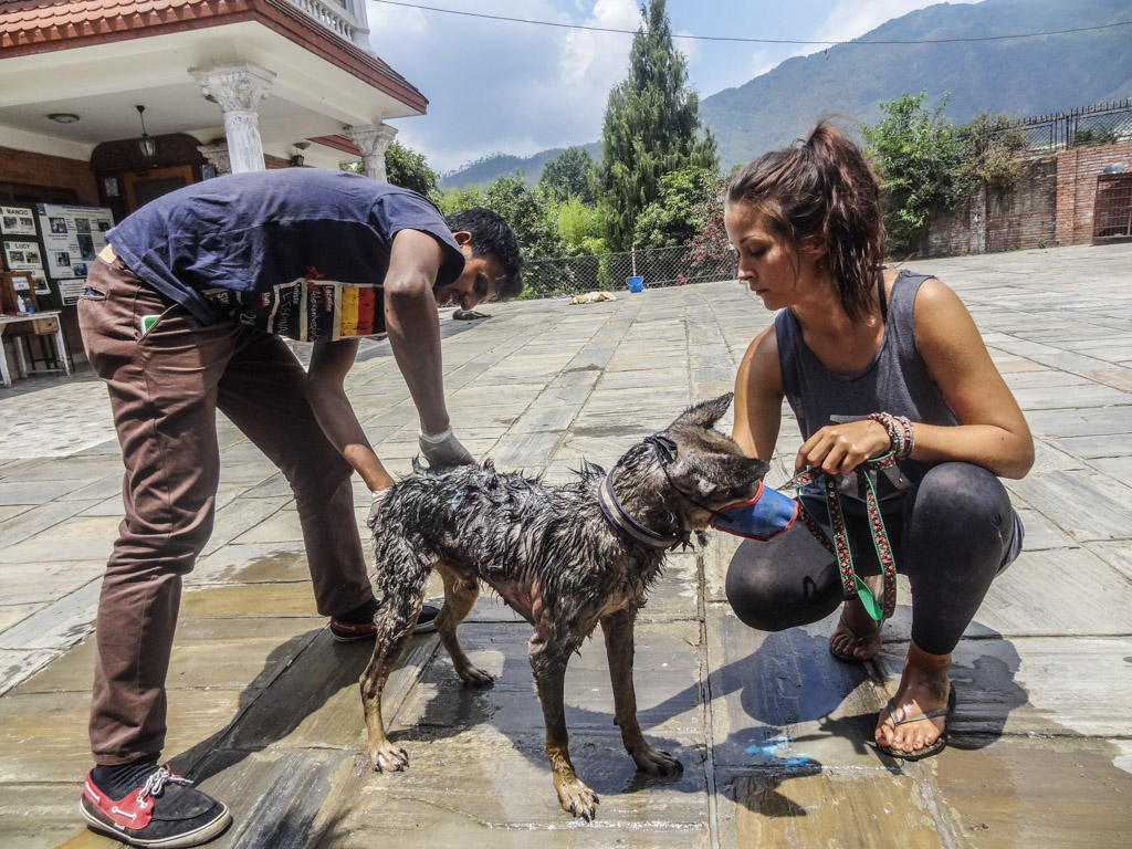 Dog project NP 22 - Volunteer with Animals: Our Top 7 Projects Abroad