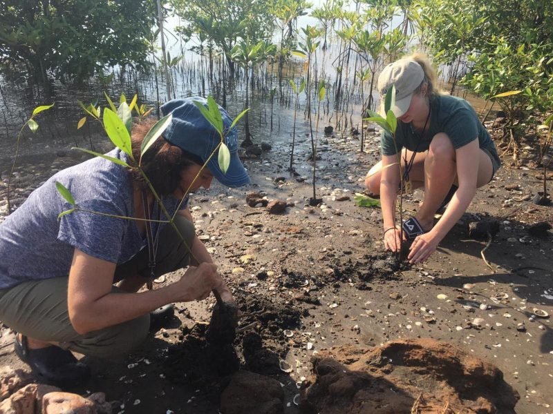 Mangrove Environmental Conservation Program Plant mangrove trees at the field 800x600 - Mangrove Environmental Conservation Program