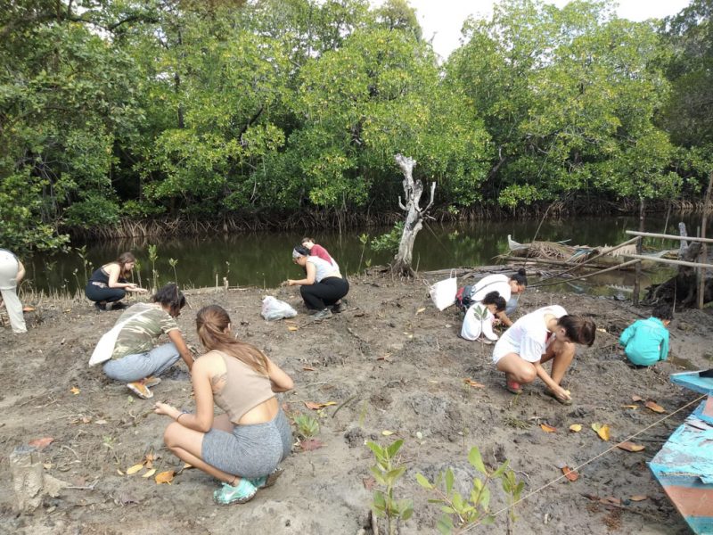 Planting new mangrove
