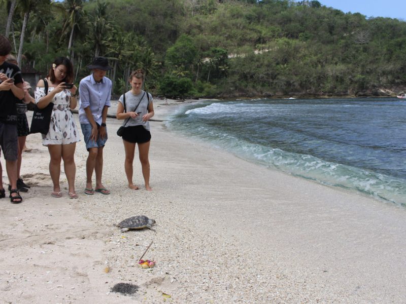 Turtle Project T 53 1 800x600 - Turtle Conservation Program Bali